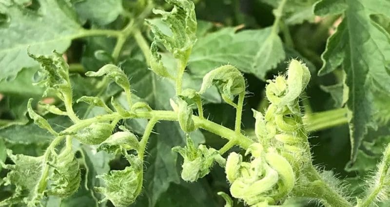 What Causes Leaf Curl In Tomatoes