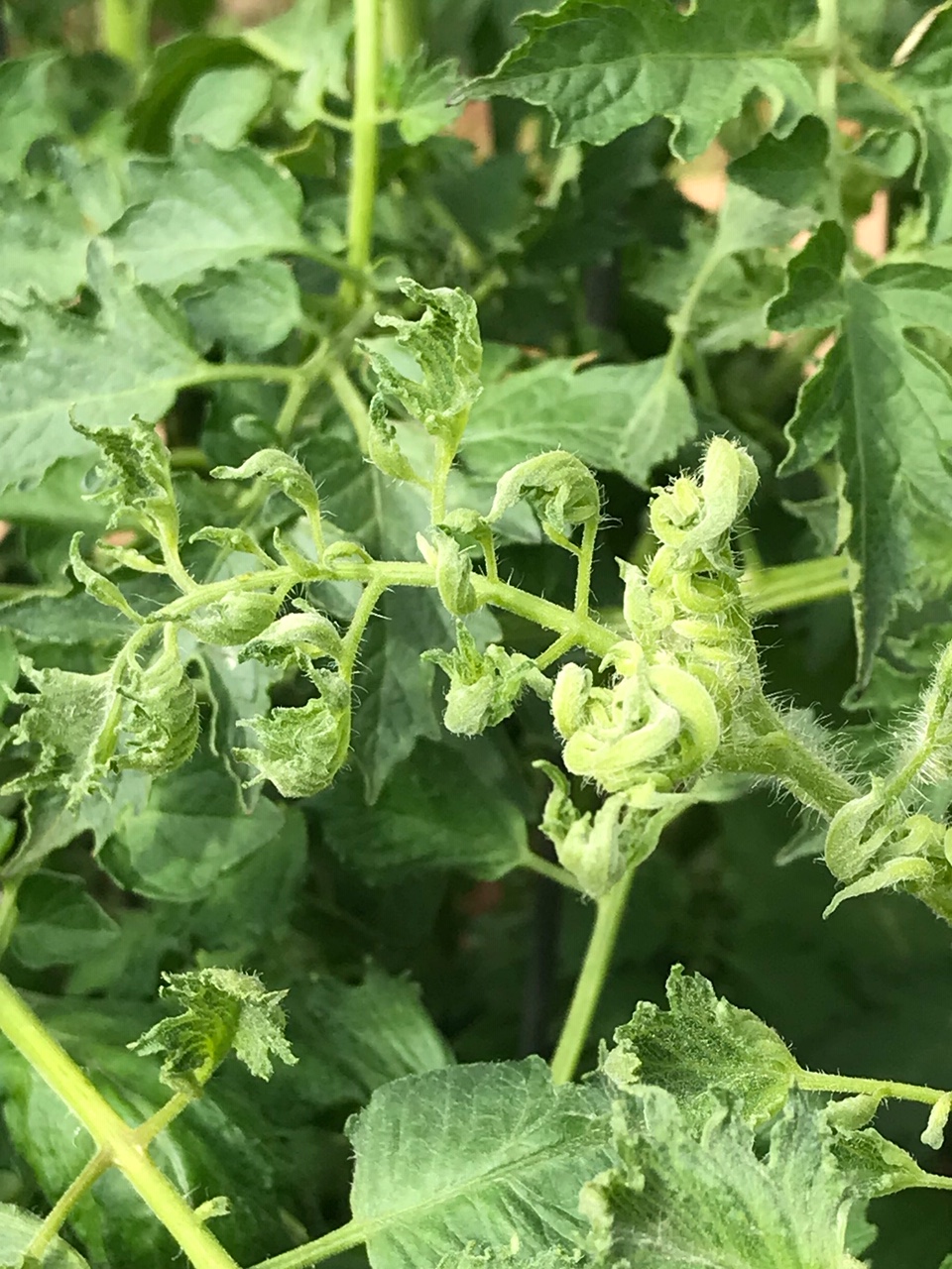 Tomato Leaf Curl Backbone Valley Nursery