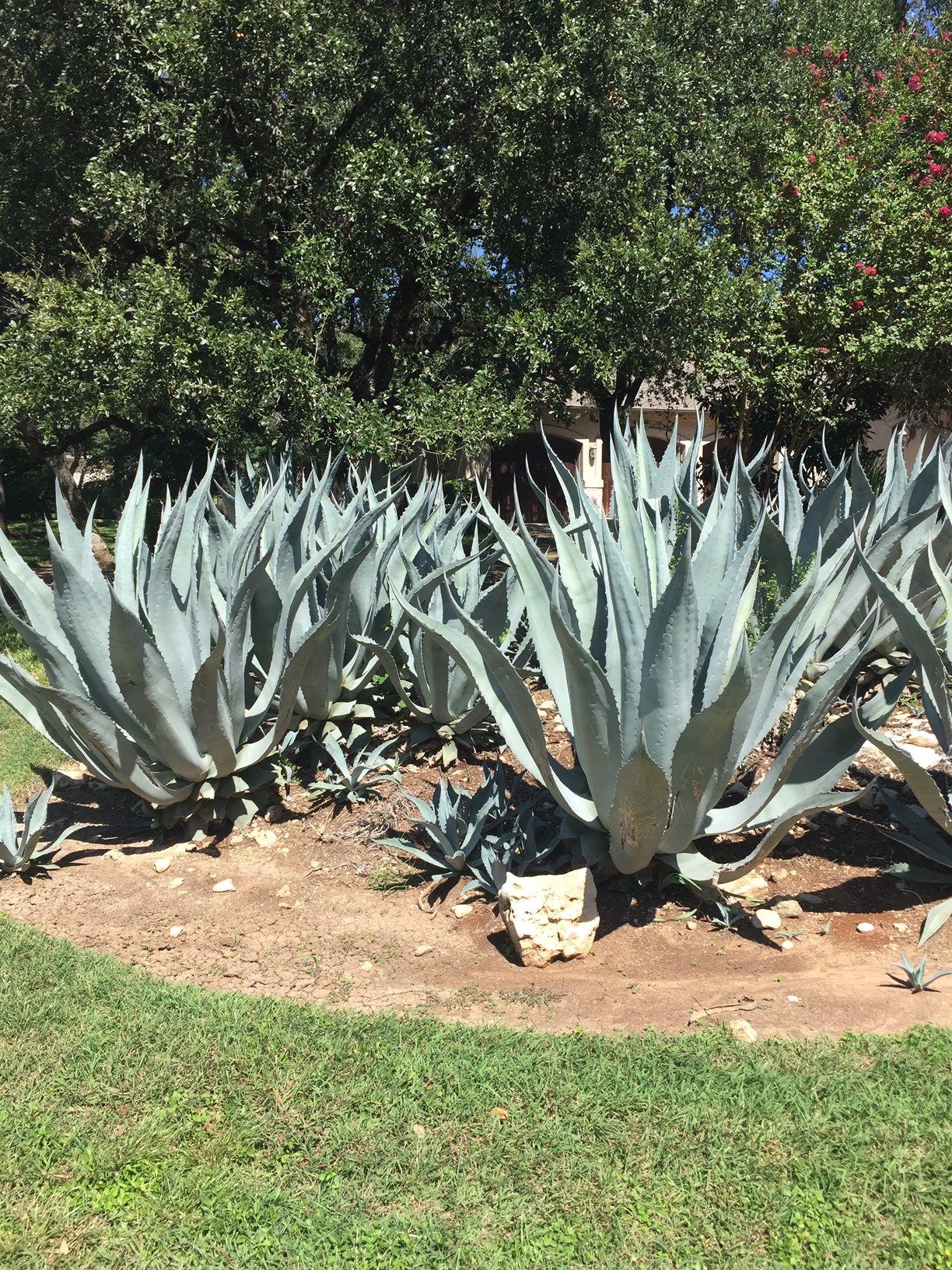 American Agave/Century Plant-image