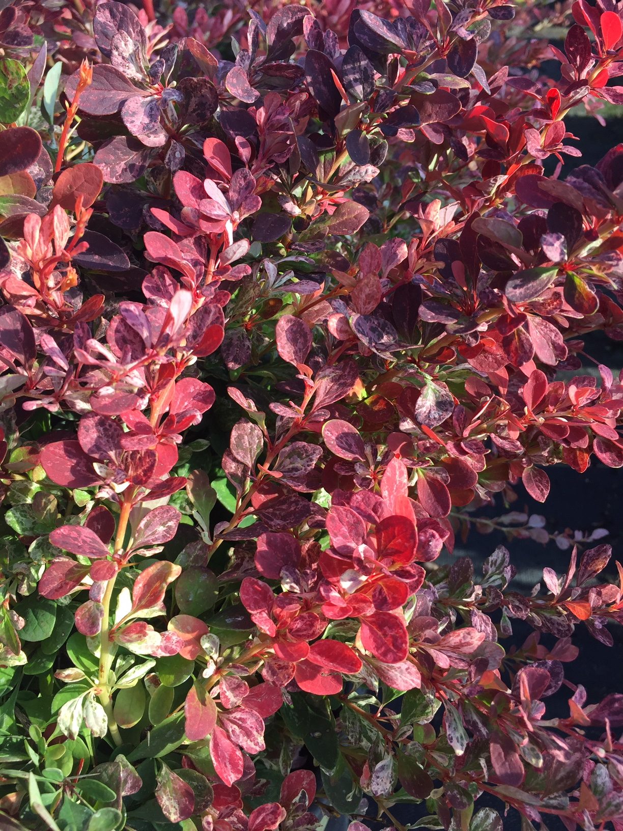 Barberry-image