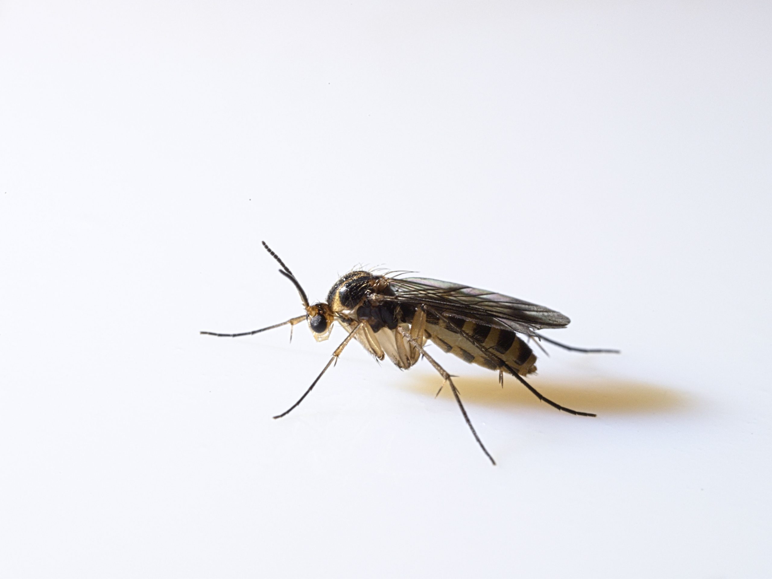 What Do I Know?: Tiny Black Bugs - Fruit Flies or Fungus Gnats?