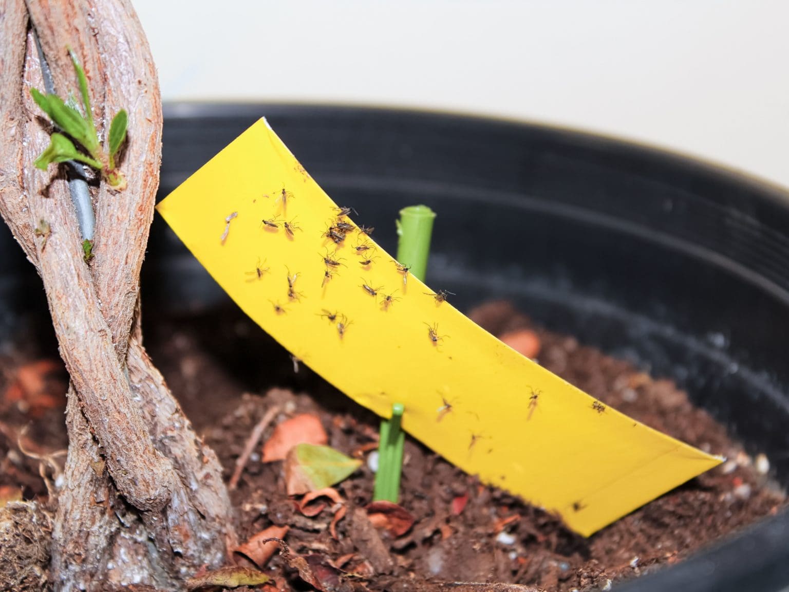 Fungus Gnats in Houseplants - Backbone Valley Nursery