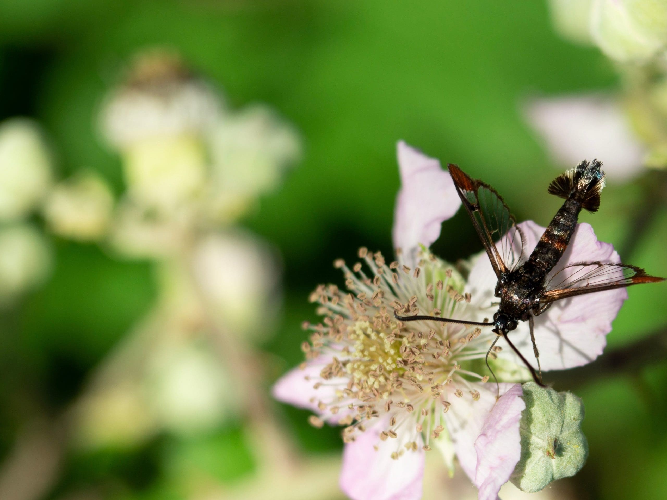 Lesser Peach Tree Borer Backbone Valley Nursery