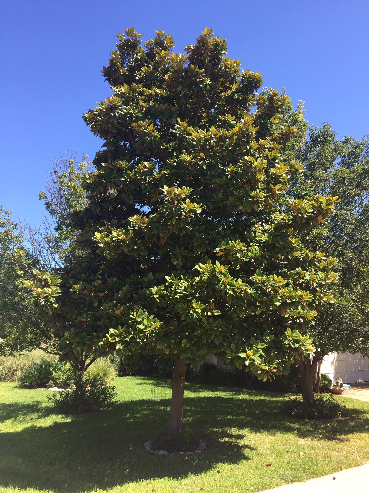Magnolia, Southern varieties-image