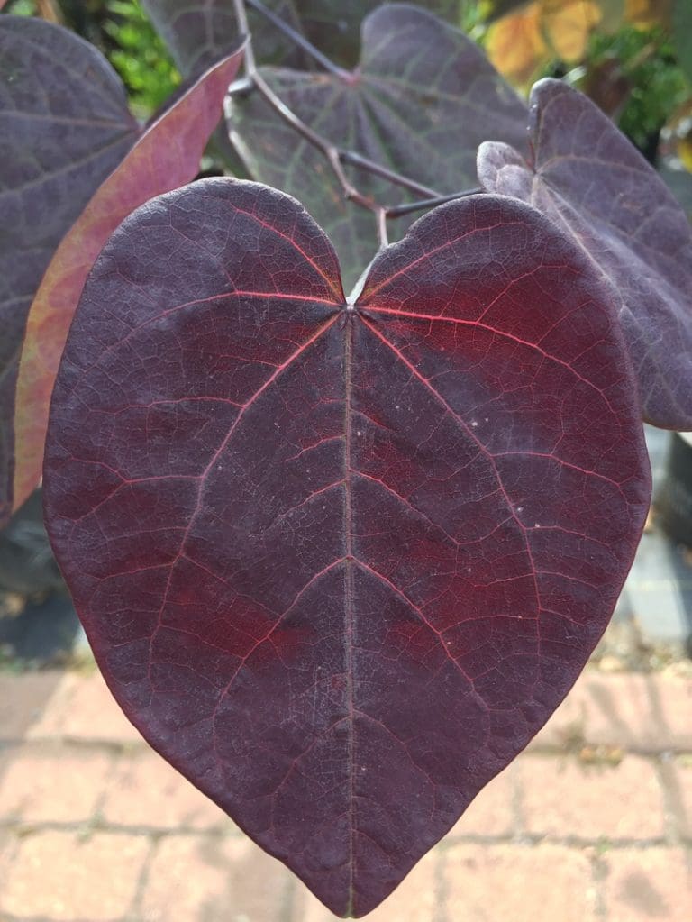 redbud burgundy hearts Backbone Valley Nursery