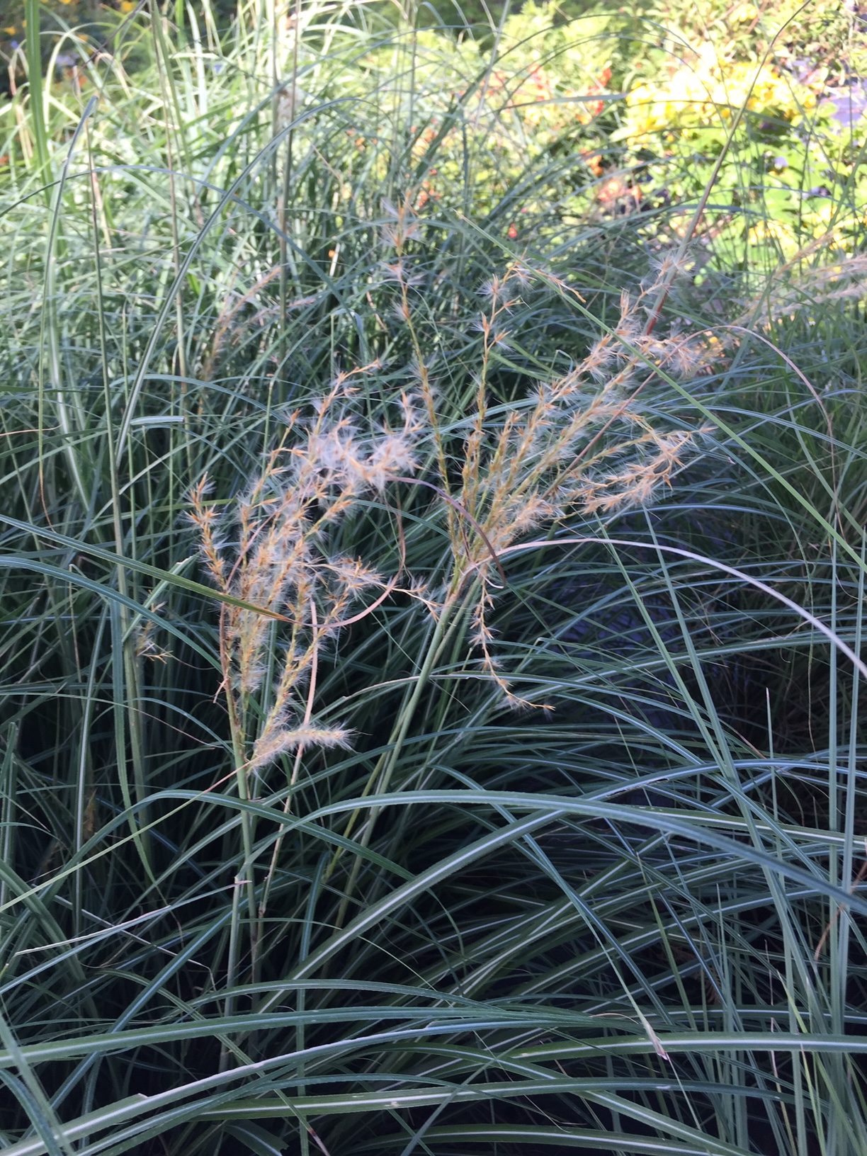 'Adagio' Maiden Grass  Miscanthus sinensis 'Adagio' main image