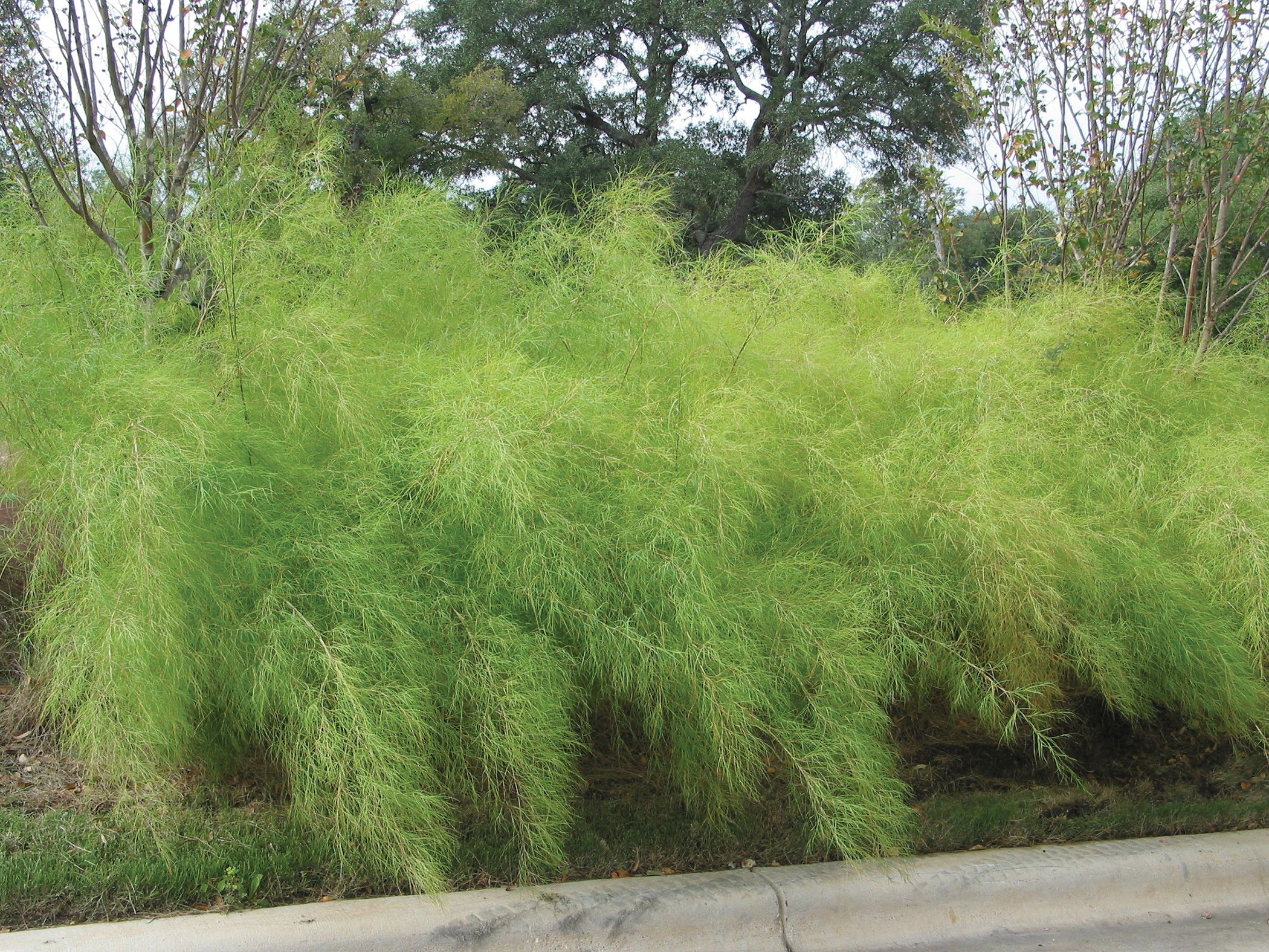 Bamboo Muhly Grass  Muhlenbergia dumosa-image