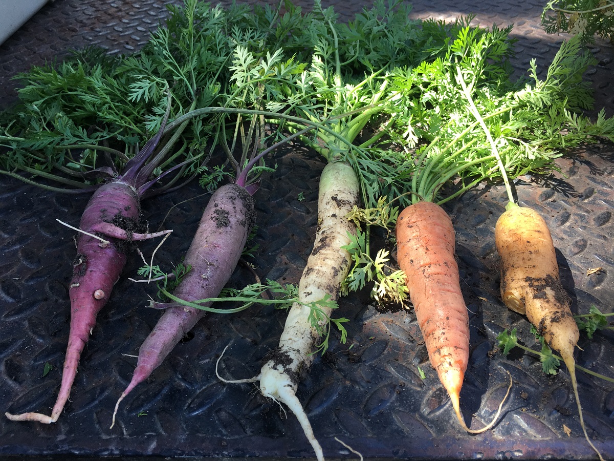 Growing Carrots in Central Texas