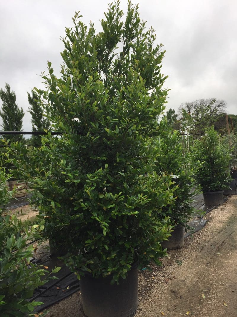 CHERRY LAUREL, COMPACT - Backbone Valley Nursery