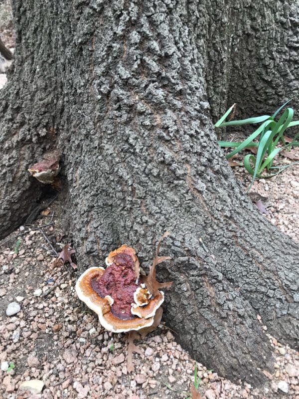 Ganoderma Butt Rot - Backbone Valley Nursery