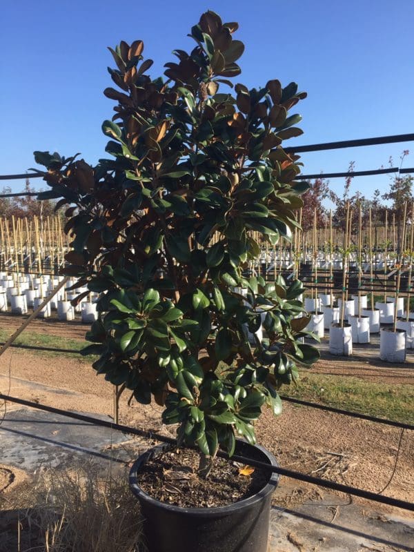 MAGNOLIA, TEDDY BEAR - Backbone Valley Nursery