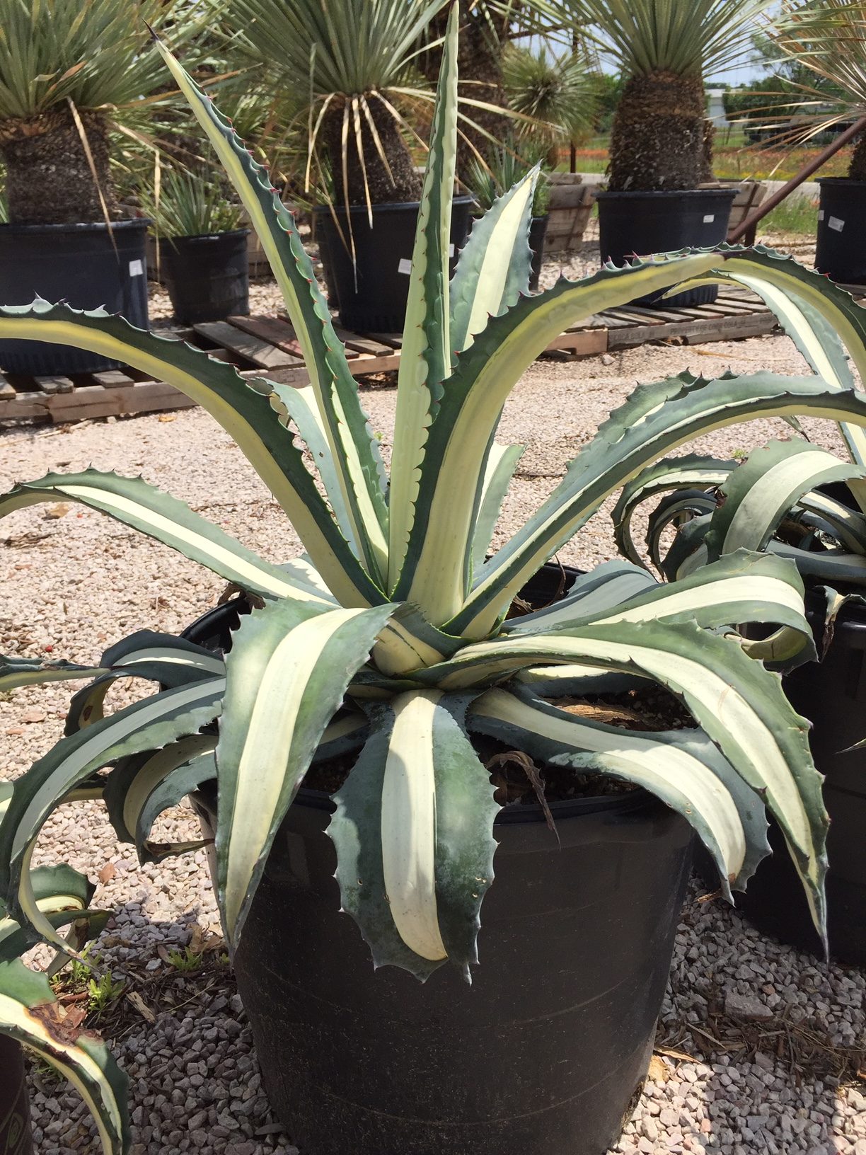 Variegated Agave - 'Medio Picta' Agave-image