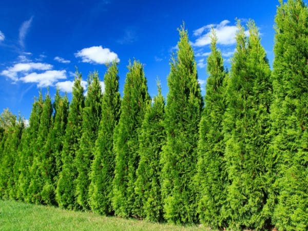 Seiridium Canker of Leyland, Arizona and Italian Cypress - Backbone ...