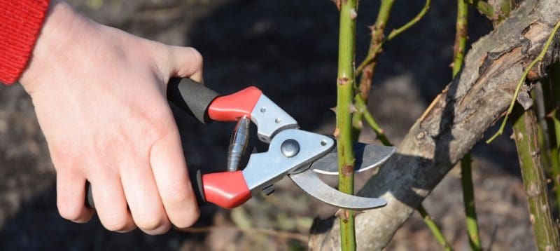 Rose Pruning Basics - Backbone Valley Nursery