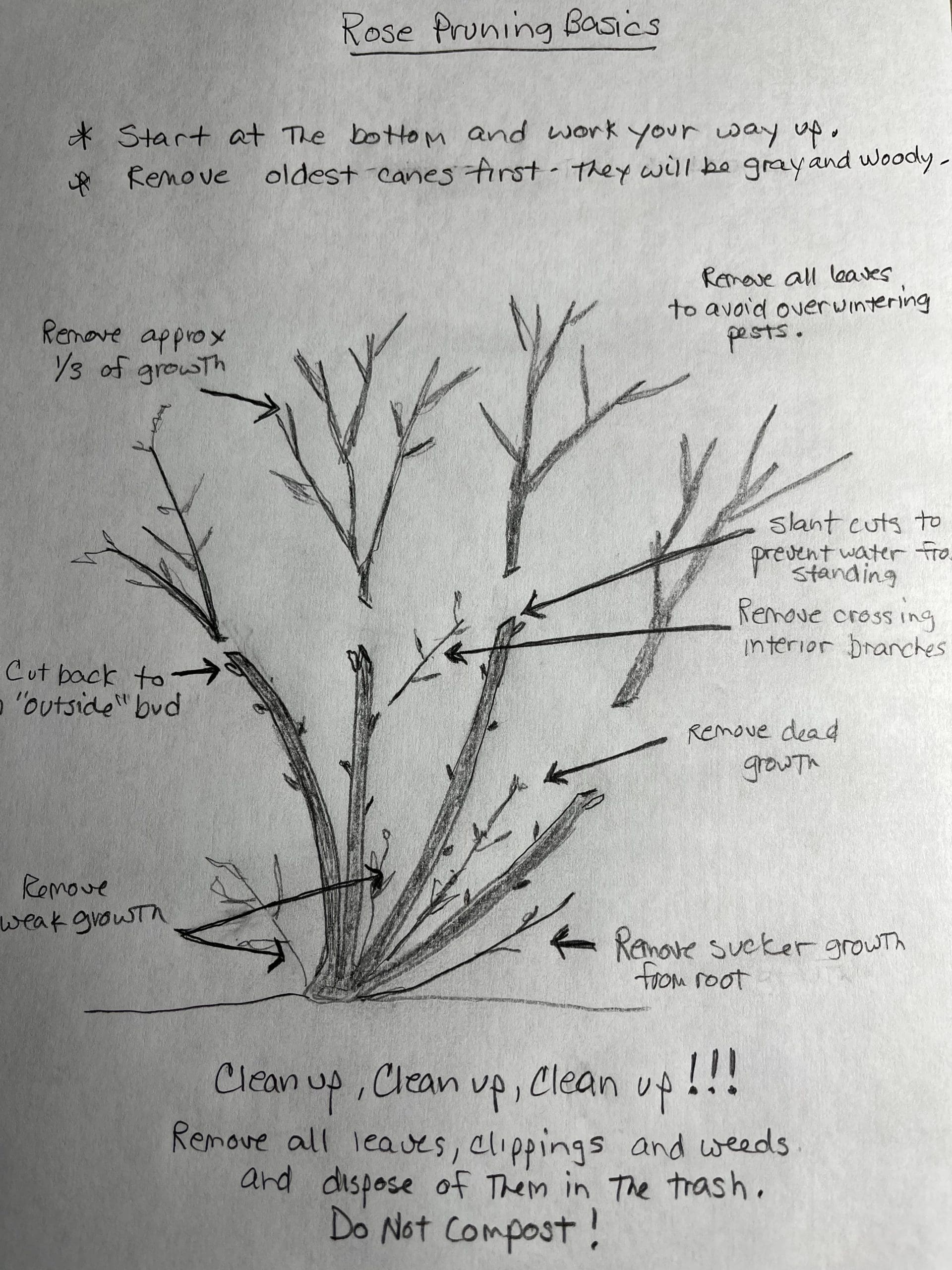 Rose Pruning Diagram Backbone Valley Nursery Rose Pruning Diagram Backbone Valley Nursery