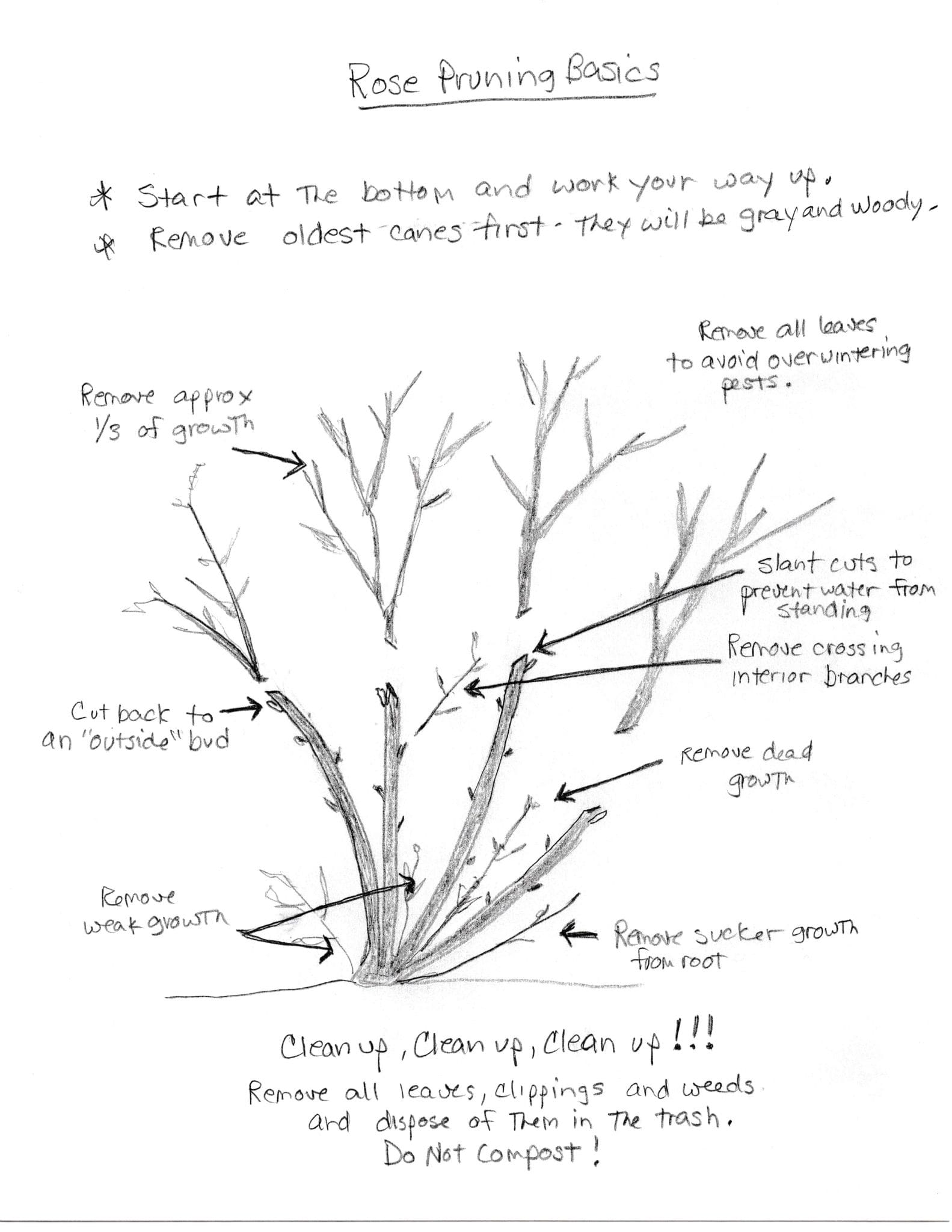 rose pruning diagram - Backbone Valley Nursery