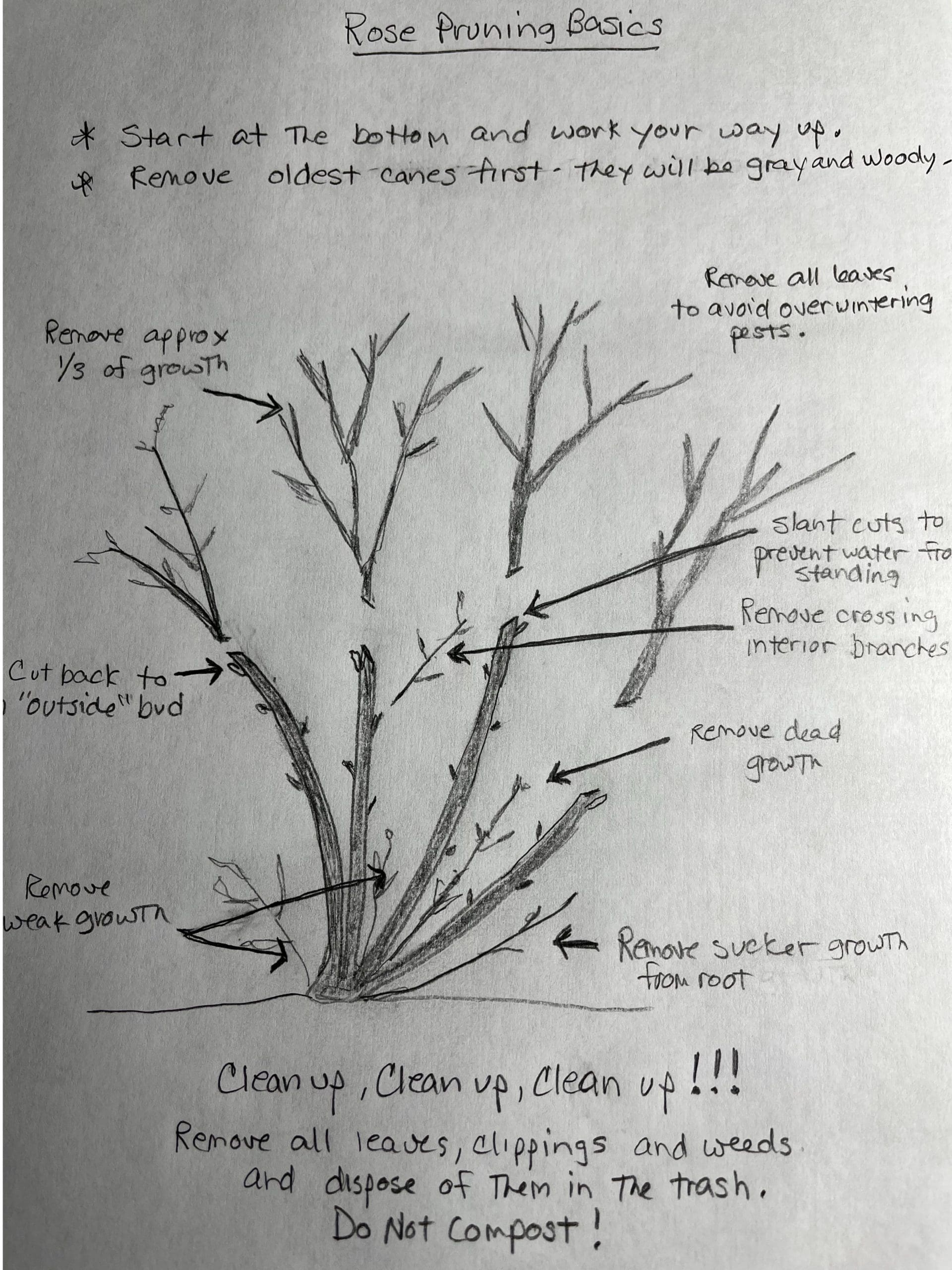 rose pruning diagram canva - Backbone Valley Nursery