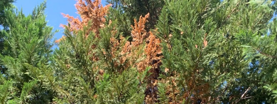 Seiridium Canker of Leyland, Arizona and Italian Cypress