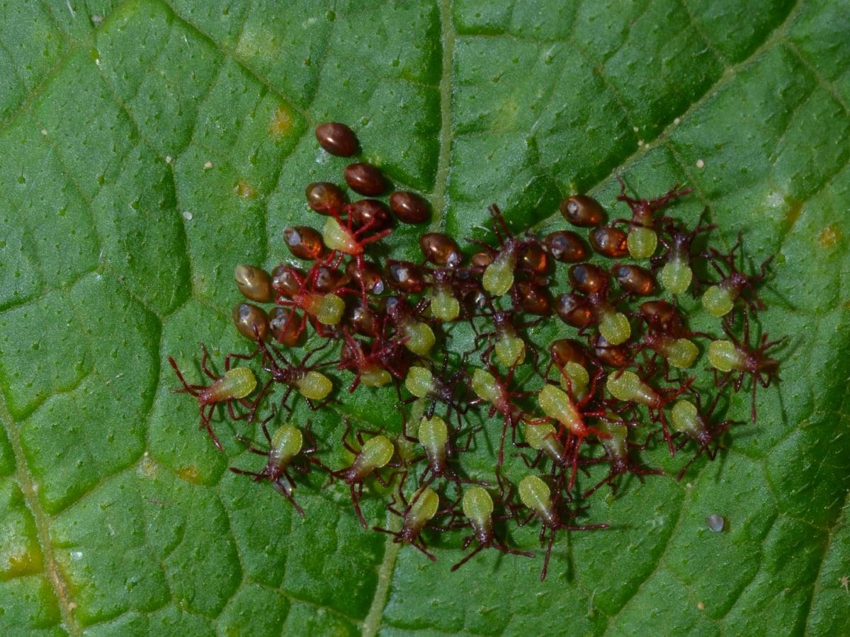 Squash Bugs - Backbone Valley Nursery