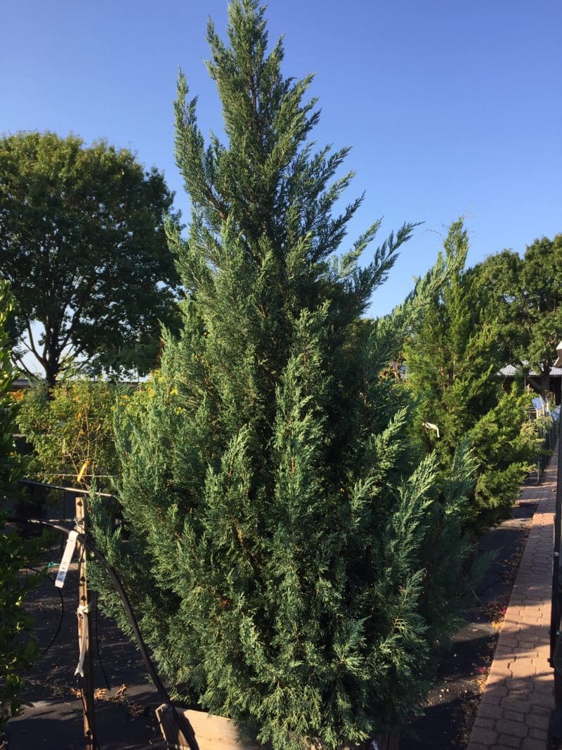 JUNIPER, BLUE POINT Backbone Valley Nursery