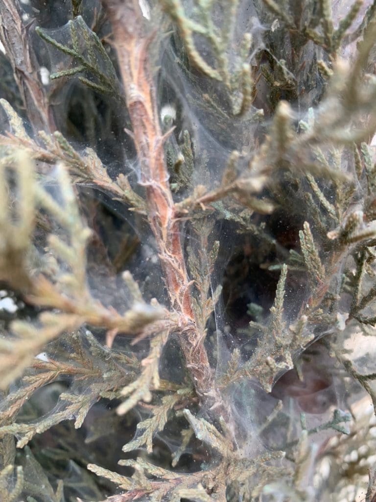 How to Check for Spider Mites On Evergreens Backbone Valley Nursery