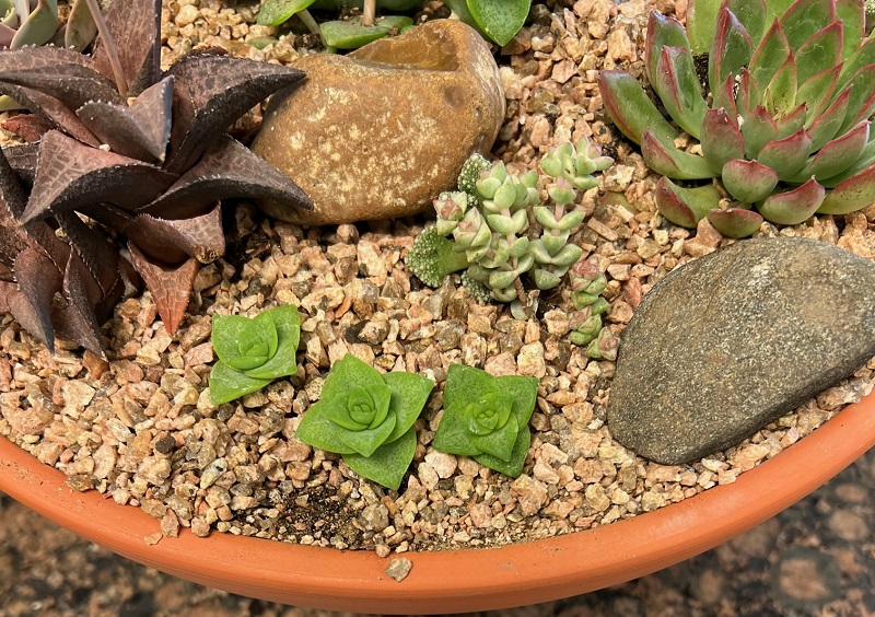 Succulent Bowls Step by Step