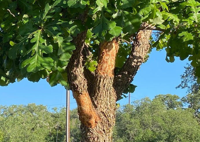 Porcupine Damage to Trees