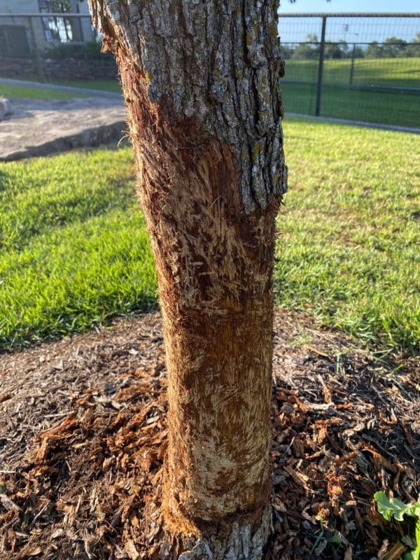 Porcupine Damage to Trees - Backbone Valley Nursery