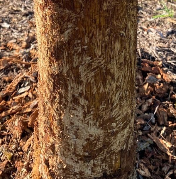 Porcupine Damage to Trees - Backbone Valley Nursery