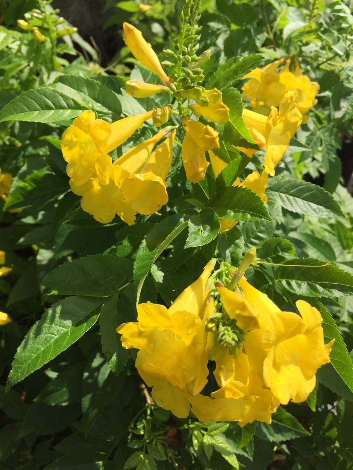 Native Perennials for Central Texas - Backbone Valley Nursery