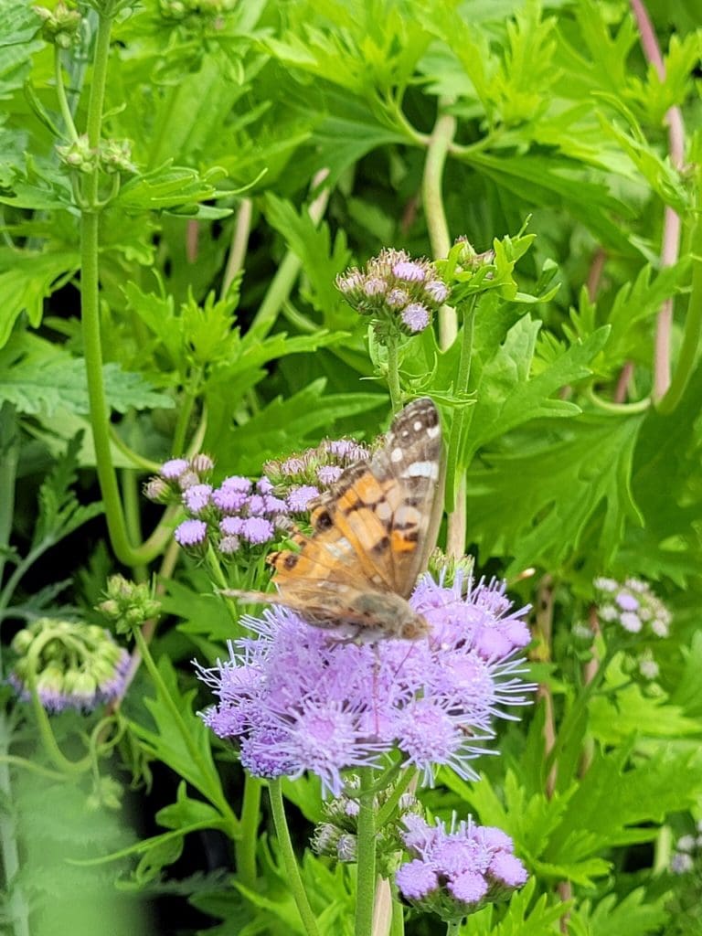 mistflower gregg's with butterfly Backbone Valley Nursery