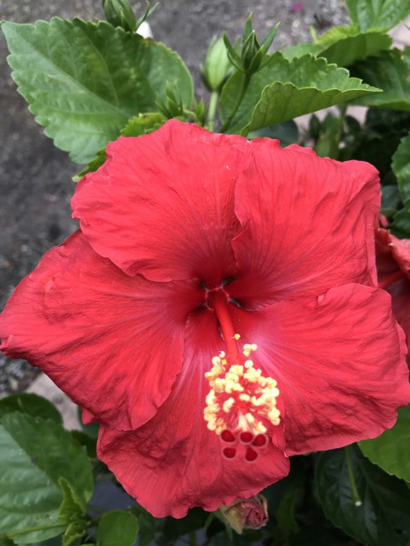 Protecting Tropical Plants in the Winter Backbone Valley Nursery