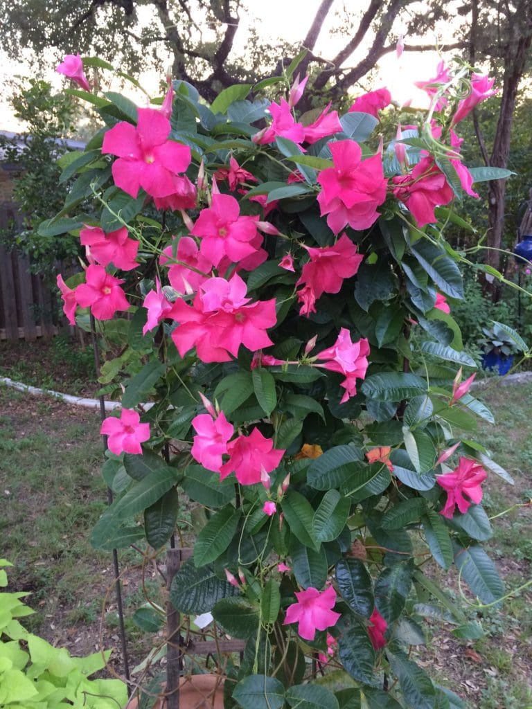 Protecting Tropical Plants in the Winter - Backbone Valley Nursery