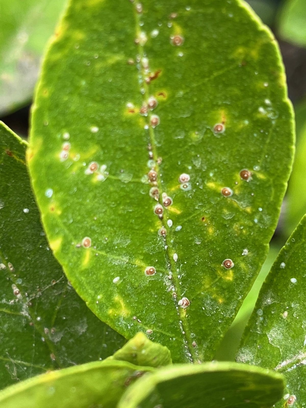 scale on satsuma leaf Backbone Valley Nursery