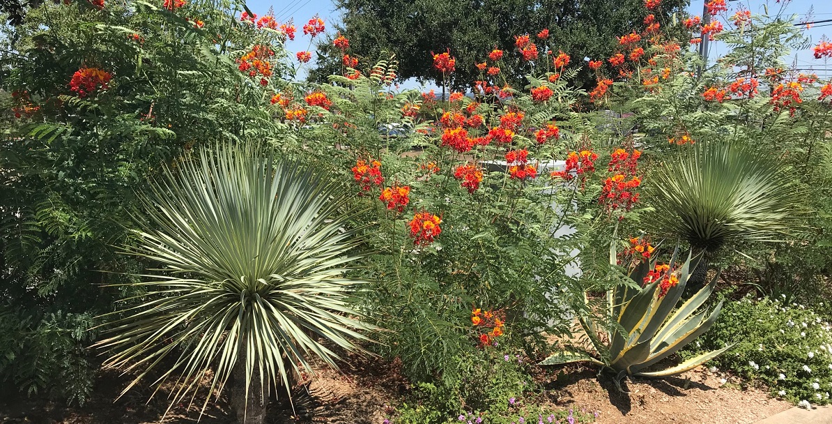 Adaptive Perennial Color for Hot Texas Summers