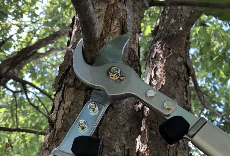 pruning-loppers-close-cropped-backbone-valley-nursery