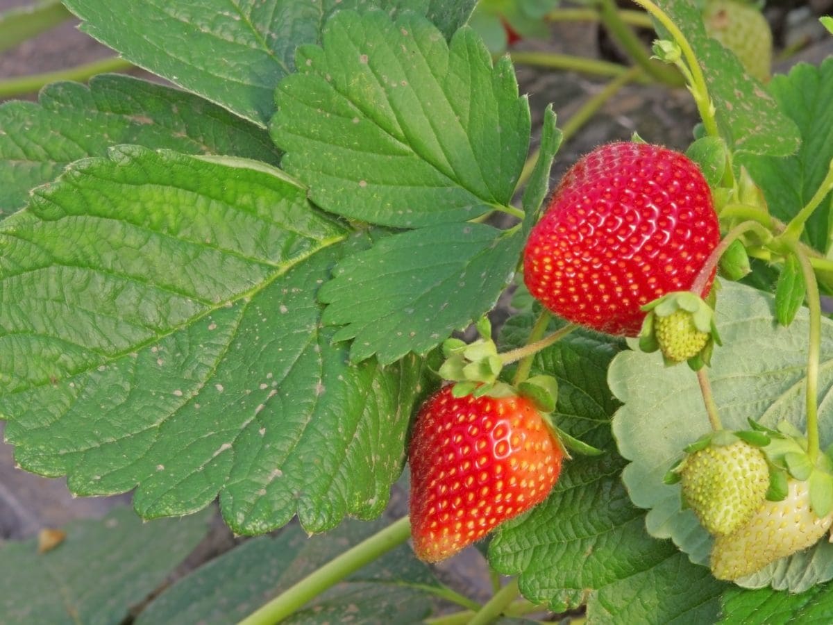 Strawberry Growing in Central Texas Backbone Valley Nursery