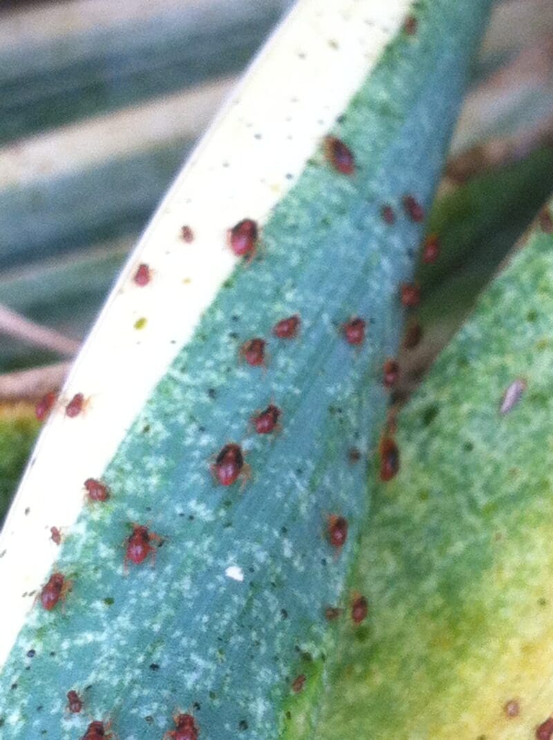 Yucca Plant Bugs - Backbone Valley Nursery