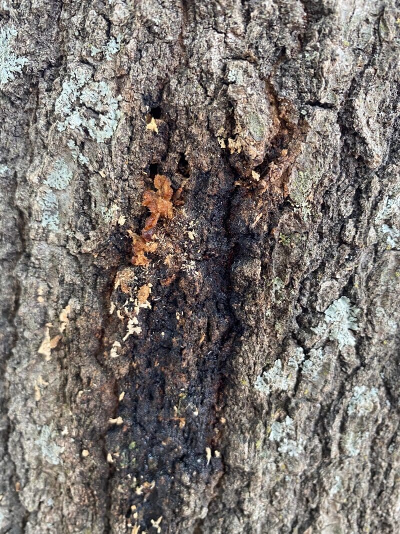 Rapid Decline of Post Oaks in Texas - Backbone Valley Nursery