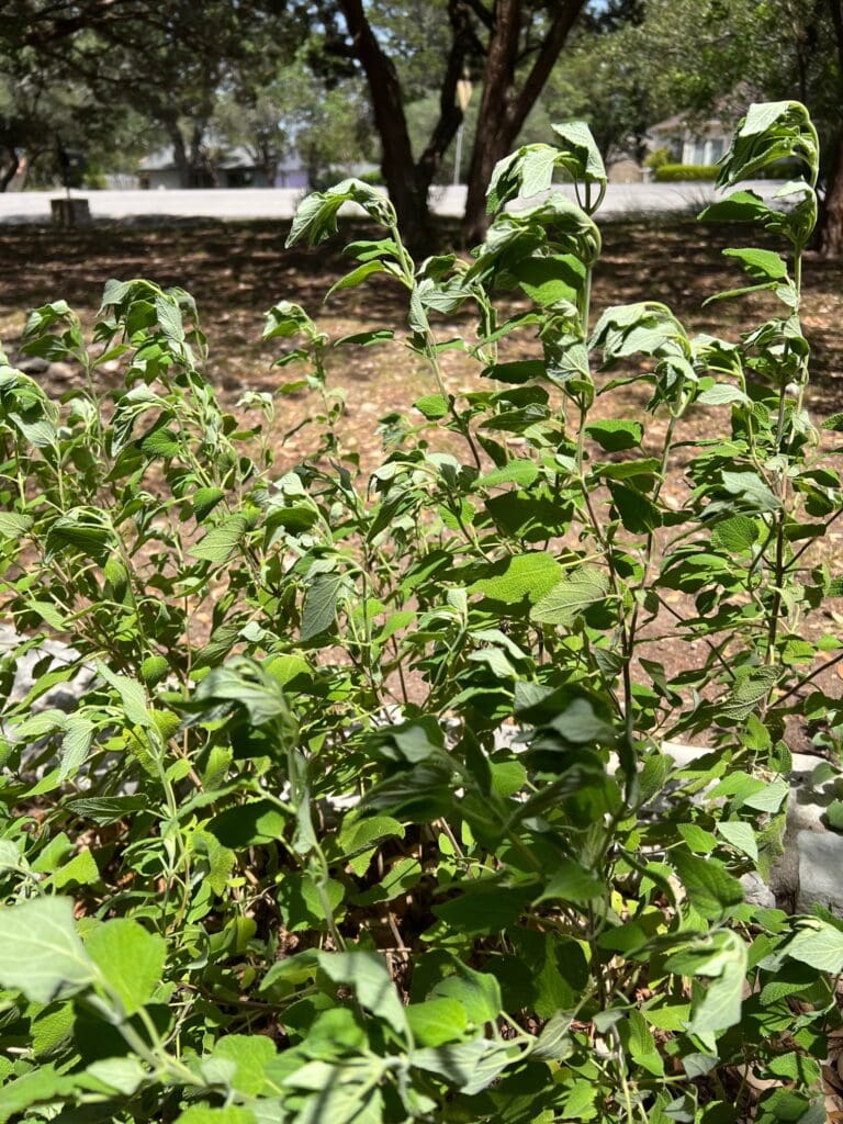 What to do When Plants Wilt Backbone Valley Nursery