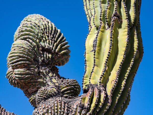 Fascinating Fasciation - Backbone Valley Nursery