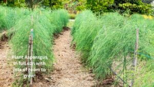 Photo shows rows of asparagus plants growing in full sun.