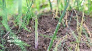 Photo shows young asparagus spears that are not ready to harvest.
