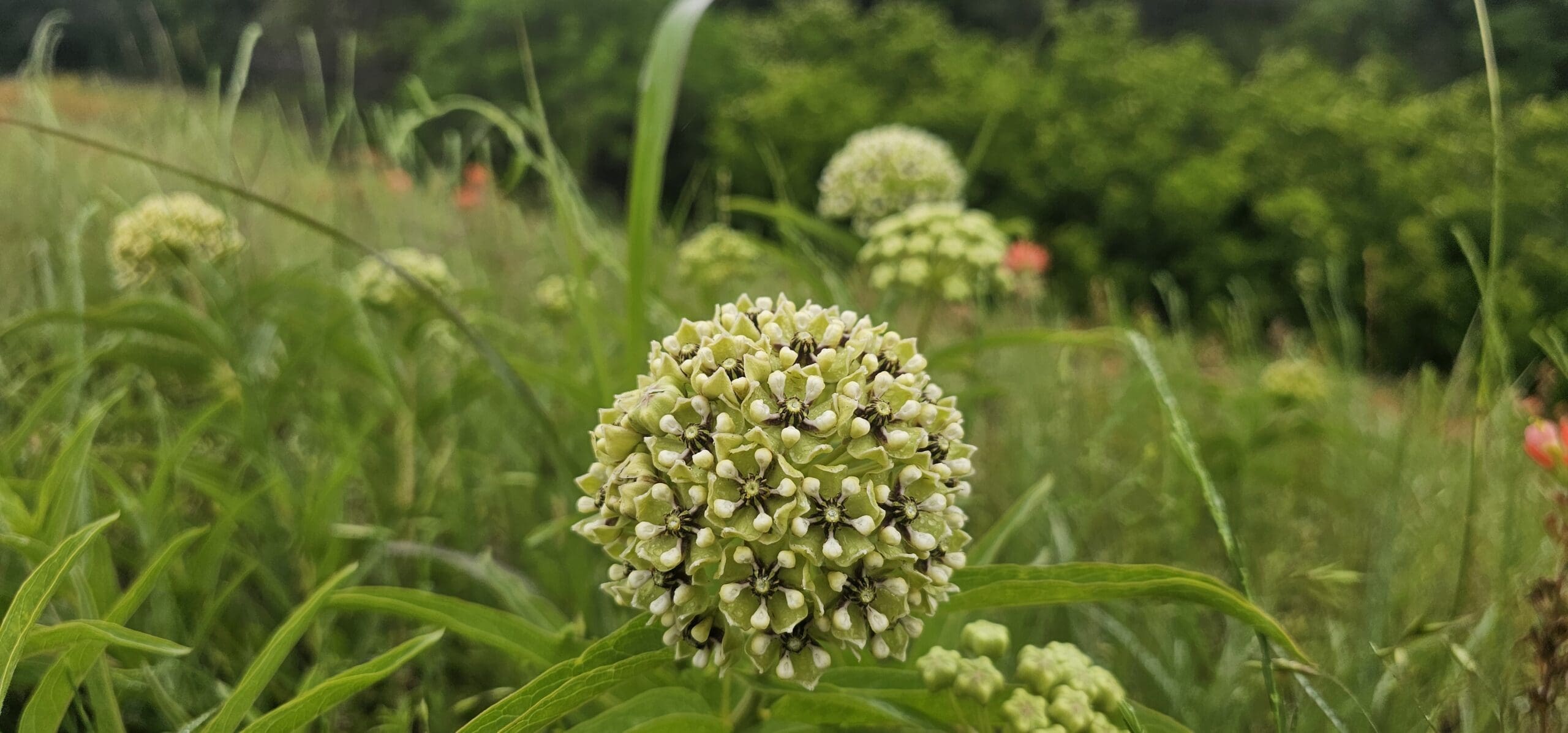 How to Grow Antelope Horn Milkweed from Seed