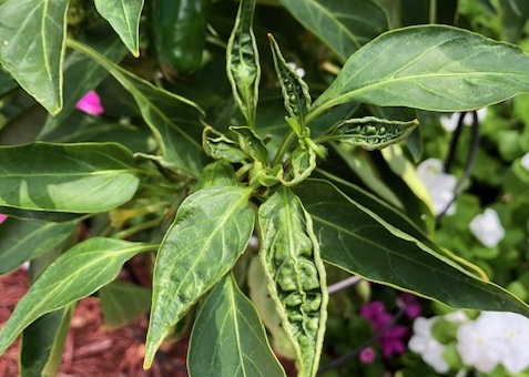 Thrips in Central Texas Gardens