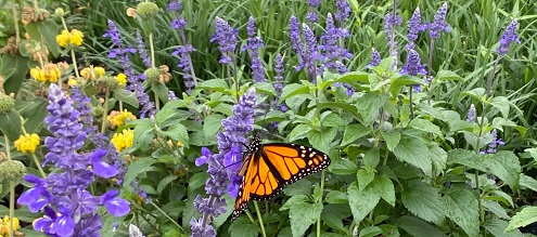 How to Attract Butterflies to Your Central Texas Garden