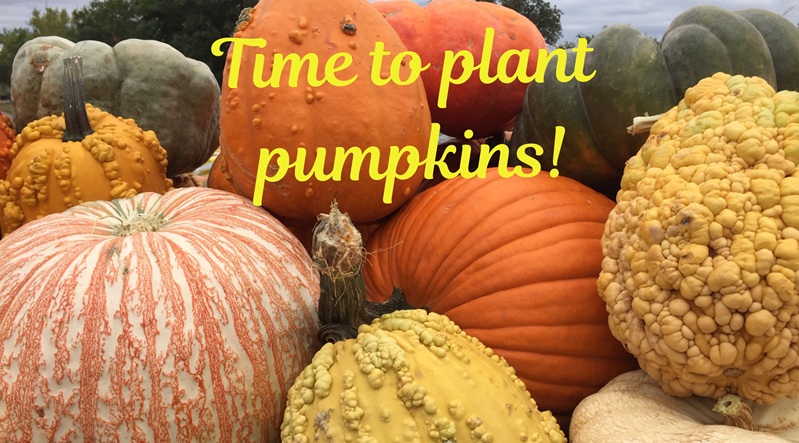 When to plant pumpkins in Central Texas