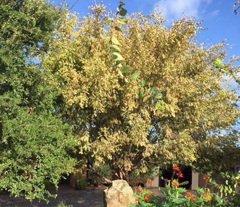 Cotton Root Rot in Texas Shade Trees