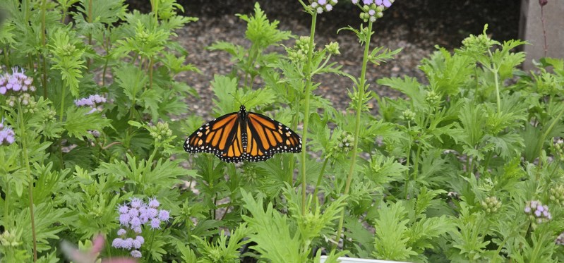 The History Behind Plant Names in Central Texas